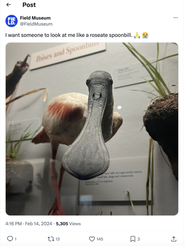 An X post from Field Museum showing a Roseate Spoonbill that says I want someone to look at me like a roseate spoonbill.